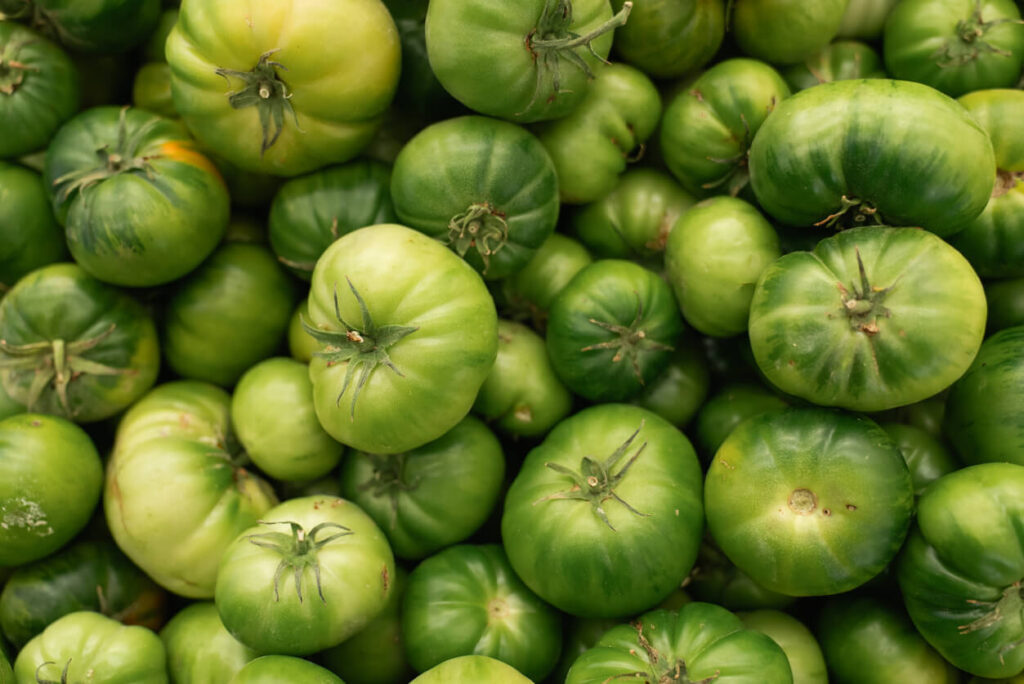 L'image montre un grand nombre de tomates vertes, regroupées ensemble. Les tomates sont de différentes tailles, mais elles sont toutes non mûres, avec une teinte verte uniforme.