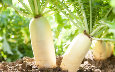 Cultiver les radis japonais d’hiver au potager