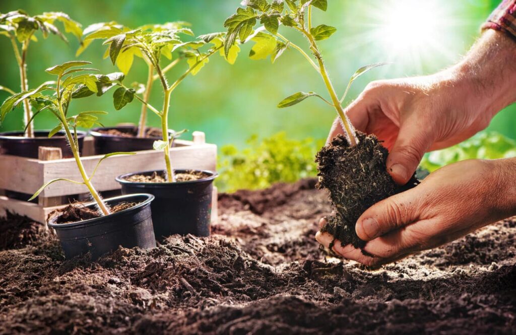 des mains de jardinier en train de planter de jeunes plants de tomates dans le sol. En arrière-plan, on voit d'autres plants de tomates dans des pots en plastique et une caisse en bois, sous un soleil éclatant