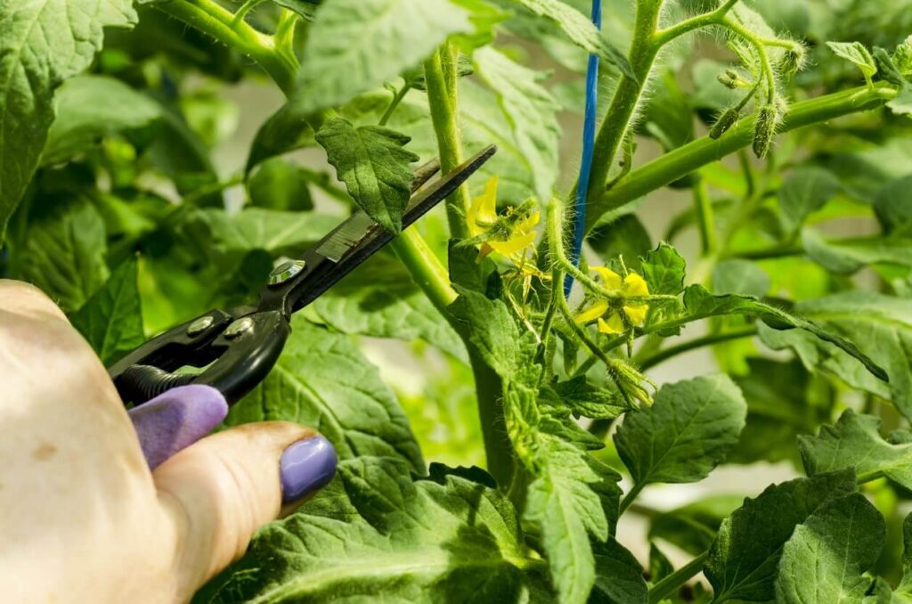 L'image montre une main tenant un sécateur en train de tailler une plante de tomate. Les feuilles de la tomate sont vertes et saines, et il y a des fleurs jaunes visibles sur la plante. En arrière-plan, on peut voir une tige de tomate et un lien bleu utilisé pour soutenir la plante.