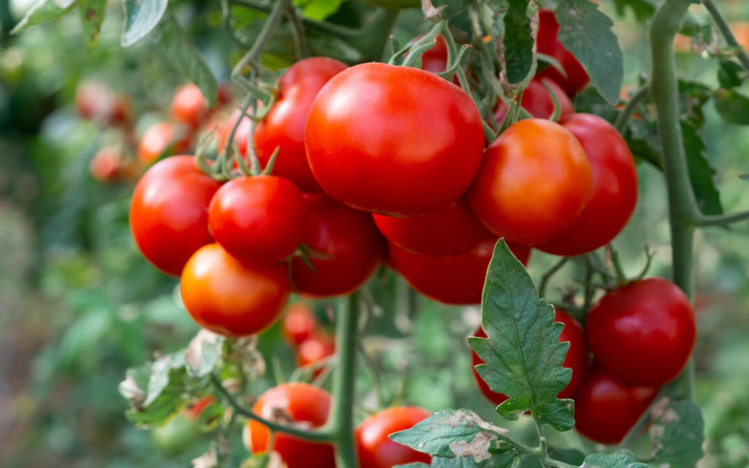 Tomates rouges en grappe sur son pied.