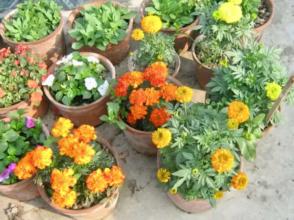 Plusieurs pots de fleurs colorées, y compris des œillets d'Inde et d'autres plantes à fleurs, disposés sur une surface en extérieur.