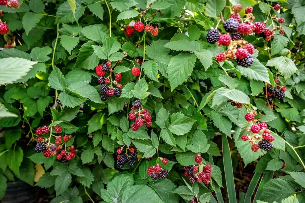 Buisson de mûres avec des fruits rouges et noirs mûrs prêts à être récoltés.