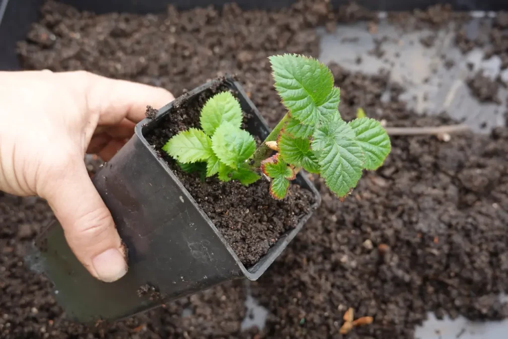 Main tenant un jeune plant de mûrier prêt à être planté dans un sol fraîchement préparé.