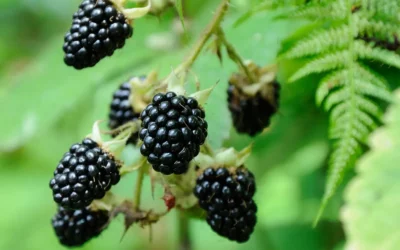 Réussir la culture du mûrier ronce pour avoir de beaux petits fruits