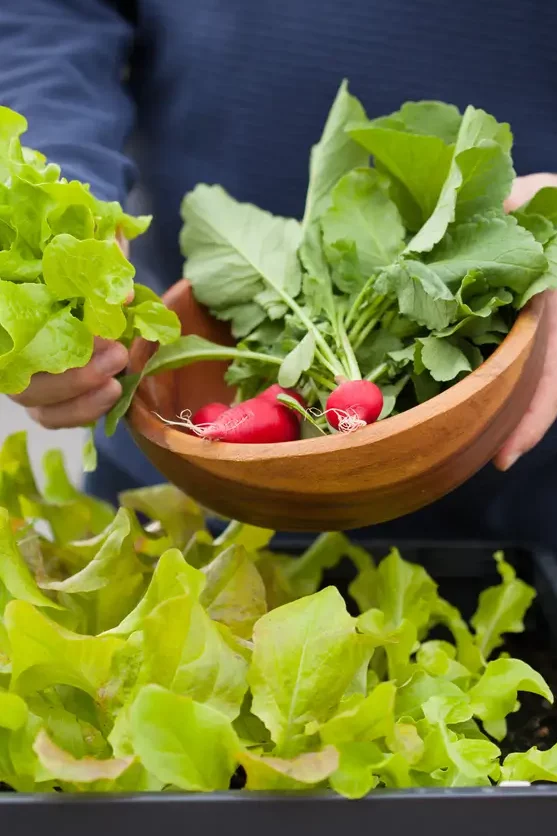 Un jardinier récoltant des légumes frais, y compris de la laitue et des radis, dans un bac de culture surélevé.