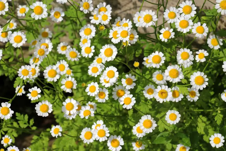 Gros plan de fleurs de camomille blanches avec un centre jaune sous la lumière du soleil.