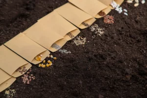 Des sachets de graines ouverts disposés sur un sol sombre et fertile, avec différentes variétés de graines éparpillées devant chaque sachet, prêtes à être plantées.