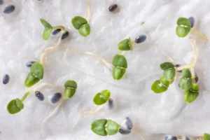 Petites pousses vertes émergeant de graines noires sur du papier humide, montrant le processus de germination.