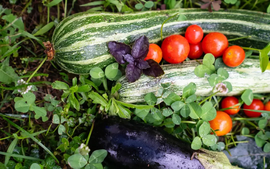 Un ensemble de légumes frais du jardin comprenant une courgette rayée, des tomates cerises et une aubergine noire entourés de feuilles vertes et d'herbes, avec une branche de basilic pourpre sur le dessus.