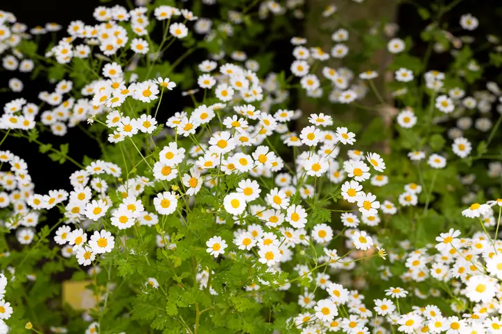 Champ de fleurs de camomille blanches avec un centre jaune en pleine floraison.