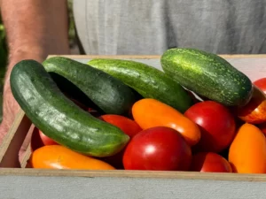 Une caisse en bois remplie de légumes du soleil de concombres frais et de diverses tomates rouges et orange, probablement récoltées dans un jardin, tenue par une personne en arrière-plan.