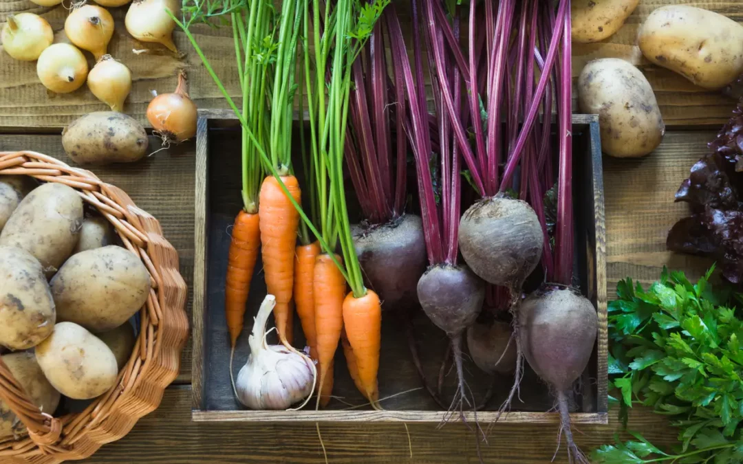 Des carottes et betteraves avec leurs fanes dans une boîte en bois, entourées de pommes de terre, d'oignons, d'ail et de persil frais sur une table en bois.