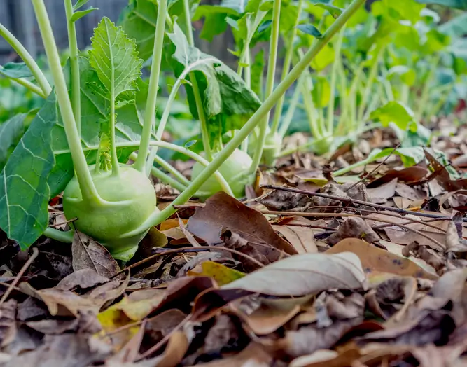 Des choux-raves verts poussant dans un sol couvert de feuilles mortes