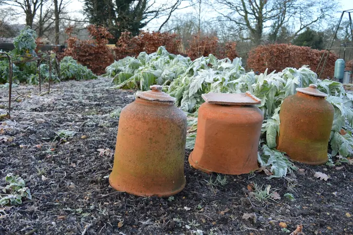 Des cloches en terre cuite dans un jardin hivernal avec des plantes givrées