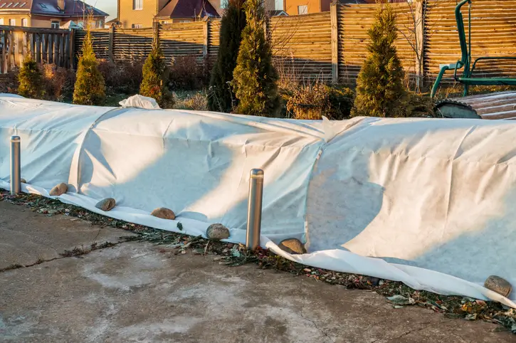 Des plantes couvertes de toiles de protection dans un jardin en hiver