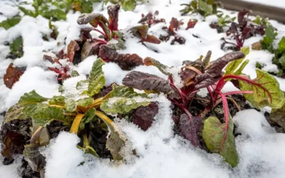 Quelles solutions pour protéger les végétaux en place au potager tout l’hiver ?