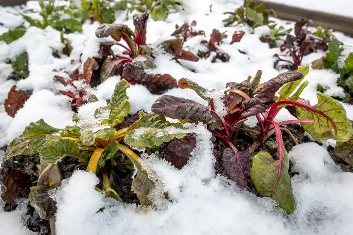 Des plantes recouvertes de neige dans un jardin