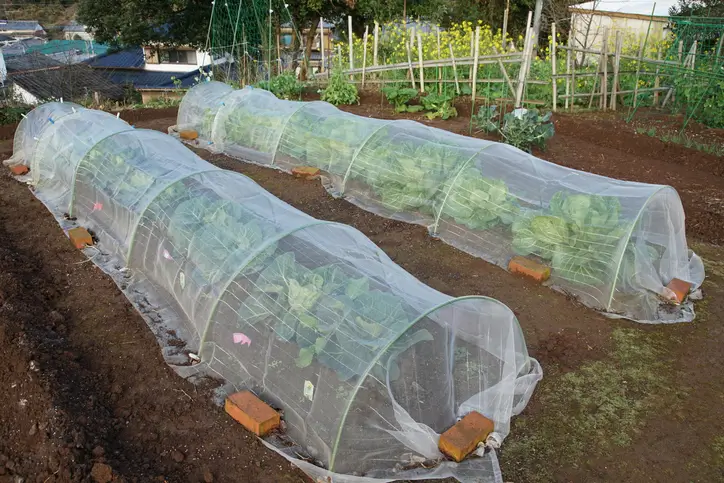 Des rangées de légumes sous des tunnels de protection en filet dans un jardin potager