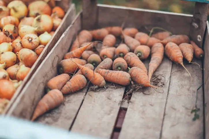 Des carottes et des oignons fraîchement récoltés sont disposés dans une cagette en bois.