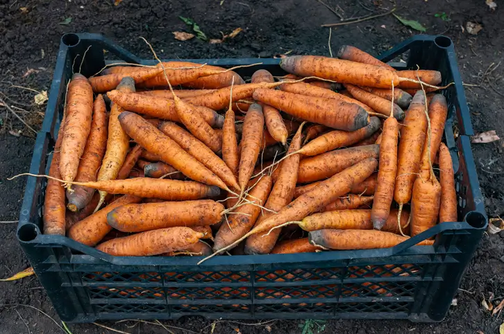 Une cagette noire remplie de carottes sales et fraîchement récoltées repose sur la terre.