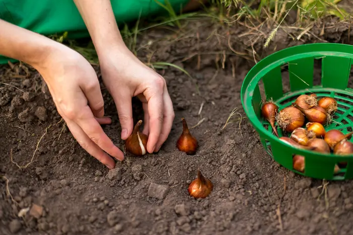 bulbes pour un jardin fleuri pour préparer le potager