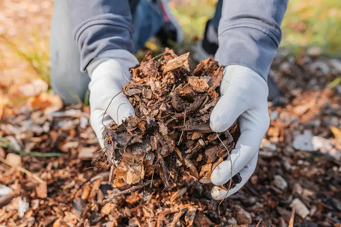 les feuilles comme paillis au potager