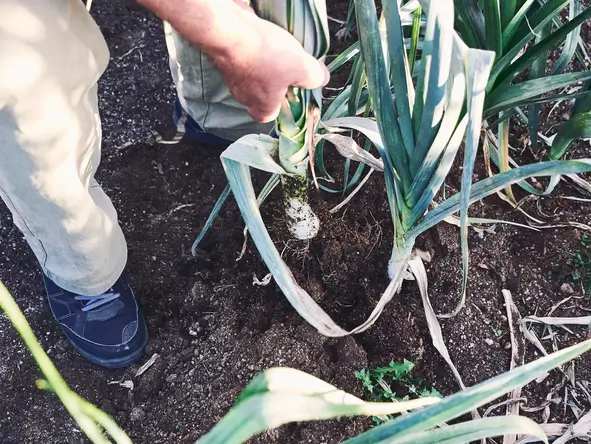 Personne arrachant un poireau, laissant apparaître la partie blanche du légume.