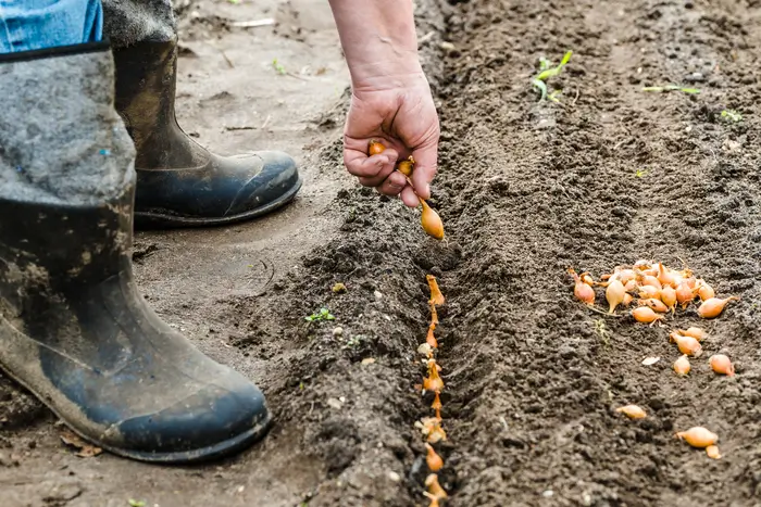 potager nourricier en plantant