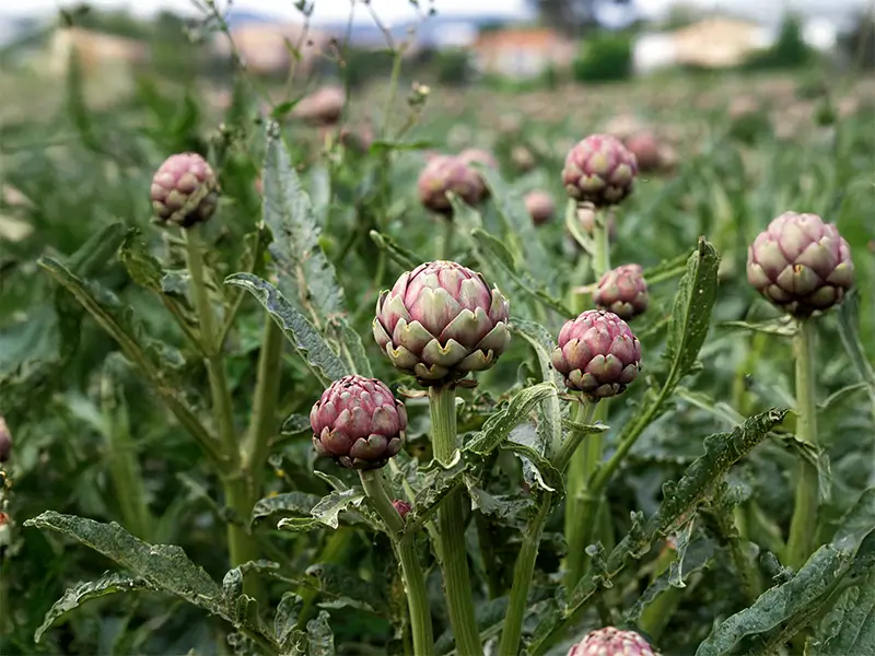 Bourgeons d'artichauts sur leurs tiges entourés de feuillage dans un champ.