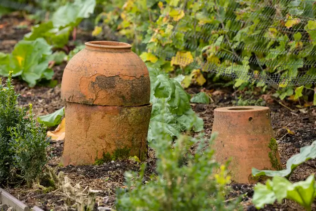 Pots en terre cuite utilisés pour blanchir les légumes dans un potager.