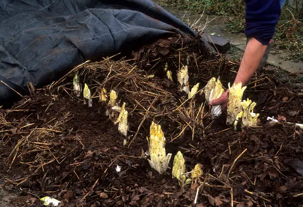 Plantation de chicons ou endives blanchies sous un paillis, avec une main effectuant des soins.