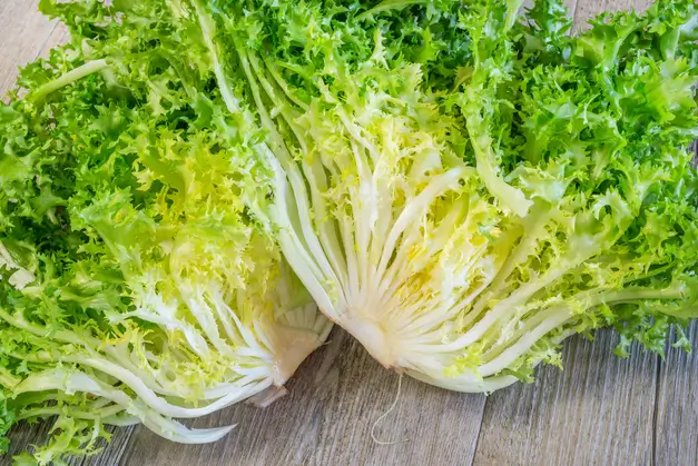 Chicorée frisée fraîchement coupée, avec des feuilles claires au centre et vertes sur les bords.