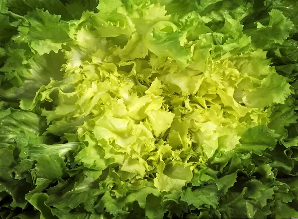 Laitue scarole avec des feuilles centrales plus claires et des bords verts.