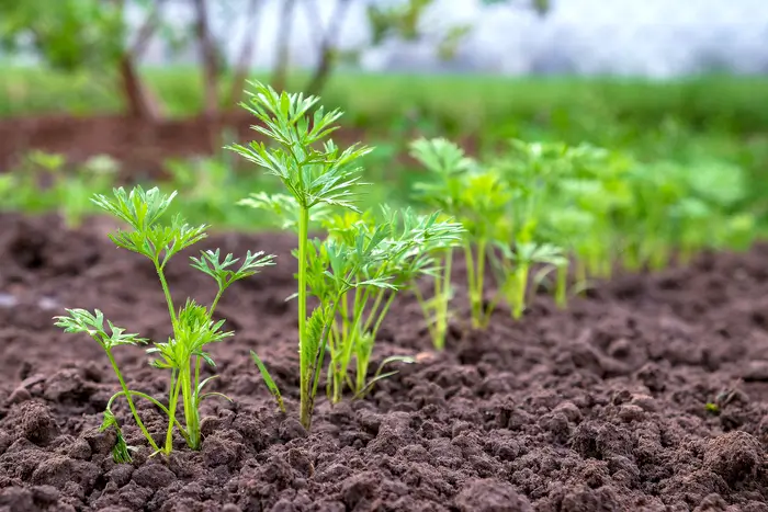 plantation de légumes primeur