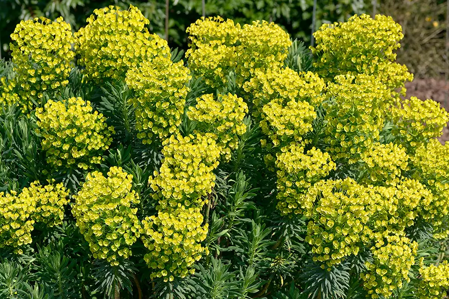 euphorbe des jardins en fleur jaune