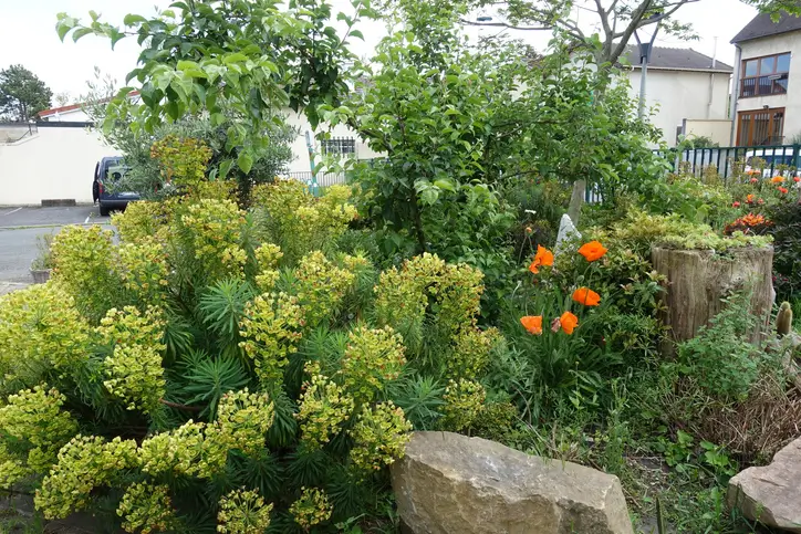 coquelicots et euphorbe des jardins dans un par-terre