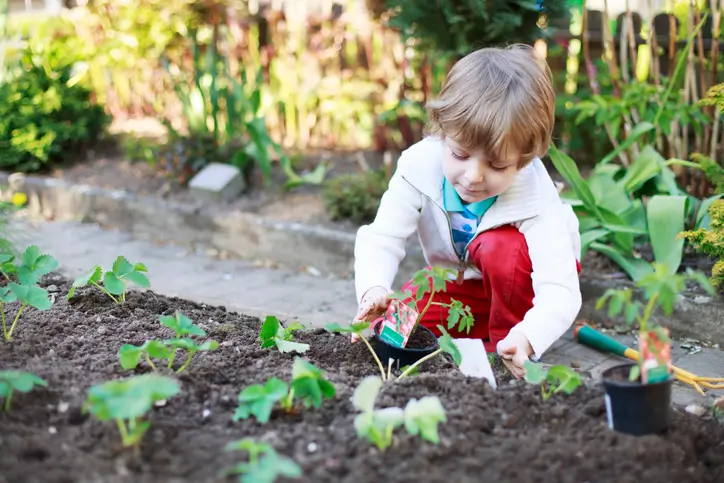 Enfant qui plante des tomates en pot dans un carré potager