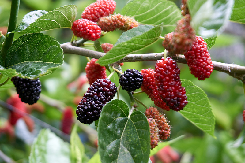 Tout savoir sur le mûrier platane : plantation, entretien, récolte !