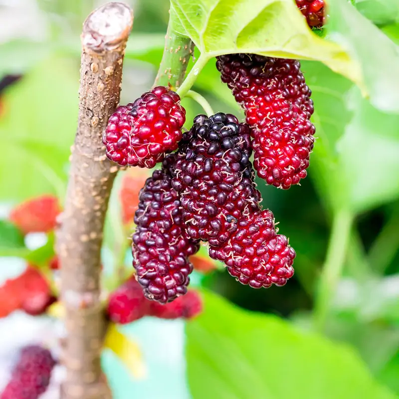 Des mûres rouges et noires mûres attachées à une petite branche, avec un fond de feuillage flou.