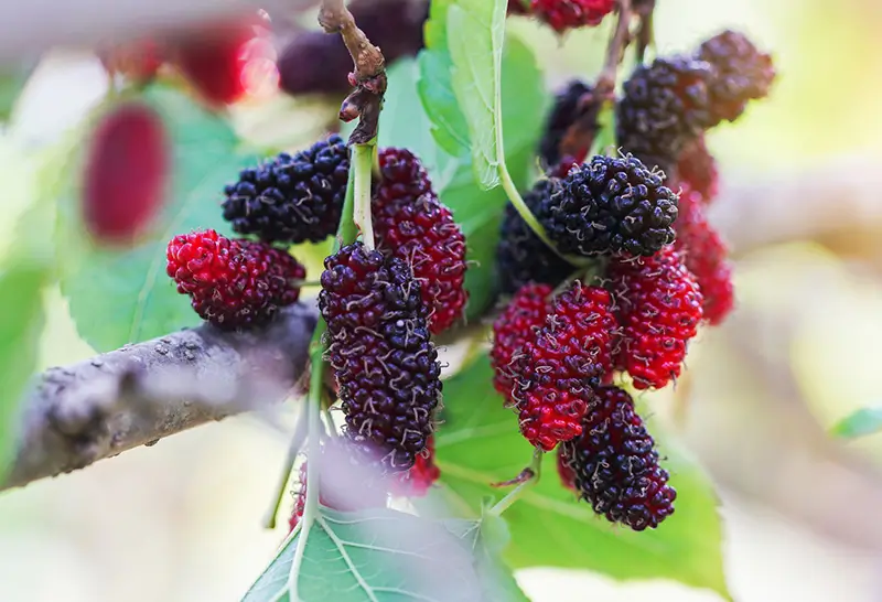 Une branche d'arbre portant des mûres rouges et noires bien mûres, entourée de feuilles vertes, sous une lumière naturelle.