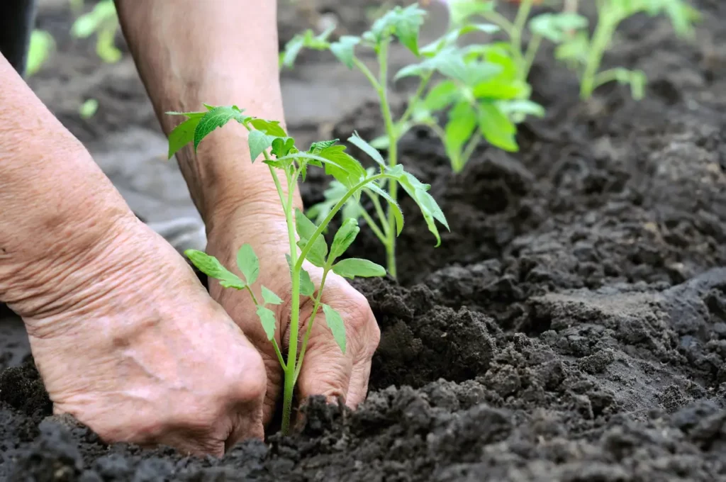 Planter les tomates en terre