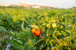 planter les tomates rouge avec un coucher de soleil