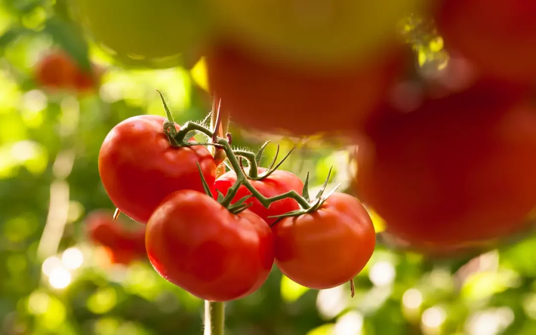 Quand planter les tomates ?