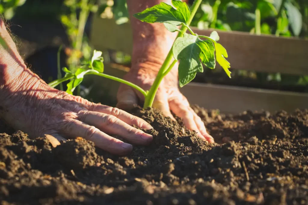 Planter les tomates du commerce en mai