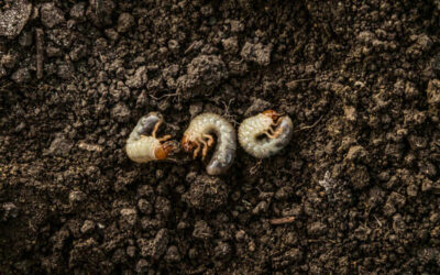  La lutte contre la larve de hanneton au potager