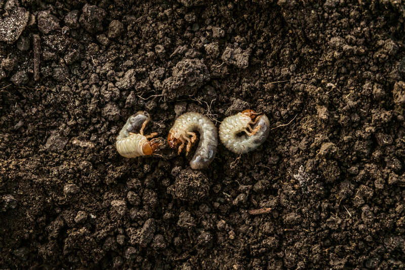  La lutte contre la larve de hanneton au potager
