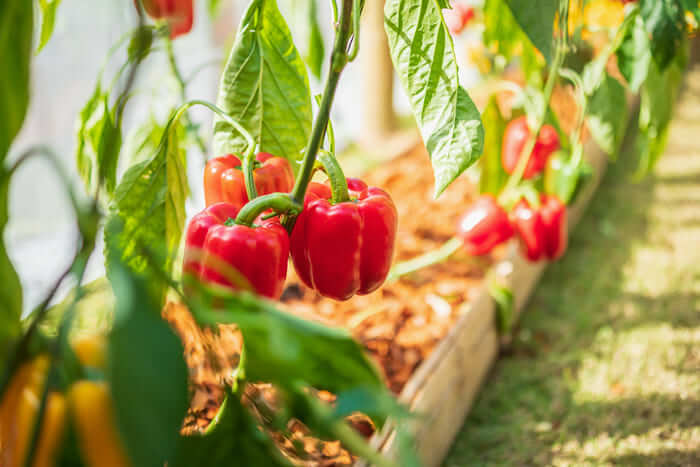 Poivrons rouges cultivés en pleine terre dans une serre, prêts à être repiqués ou récoltés