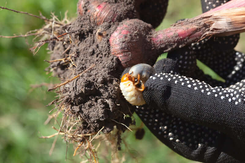 Larve de hanneton (cockchafer grub) extraite du sol, tenue dans une main gantée à côté de bulbes de plante, en gros plan.