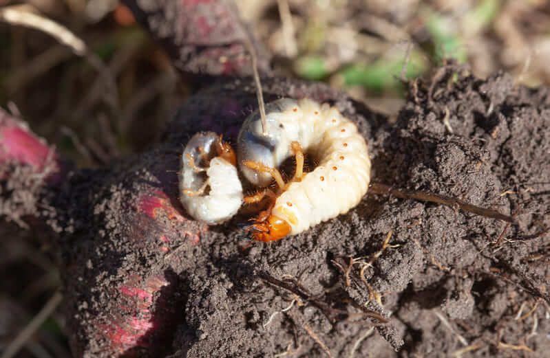 Gros plan d’une larve de hanneton (cockchafer grub) sur un bulbe partiellement enfoui dans la terre, avec sa tête brune et son corps blanc recourbé en C.
